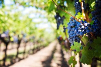 domaine viticole dans la Vallee du Rhone