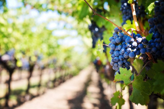 domaine viticole dans la Vallee du Rhone